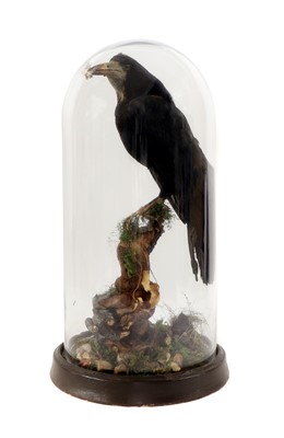 Lot 40 - ROOK