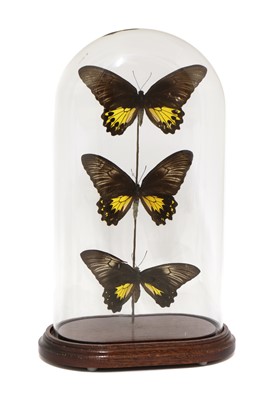 Lot 225 - Three taxidermy yellow and black Malay birdwings