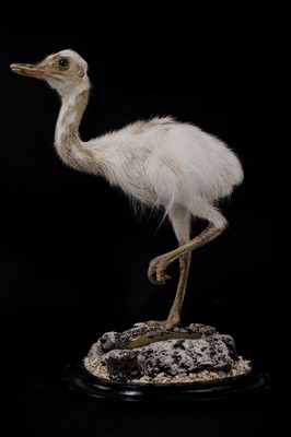 Lot 224 - A taxidermy rhea chick