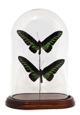 Lot 564 - GREEN RAJAH BROOKE'S BIRDWINGS