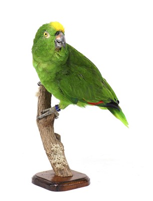 Lot 545 - YELLOW-CROWNED AMAZON