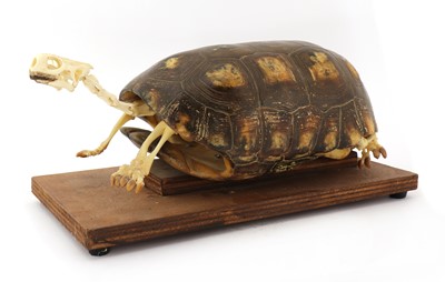 Lot 365 - RED-FOOTED TORTOISE