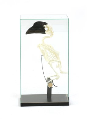 Lot 362 - GREY-CHEEKED HORNBILL