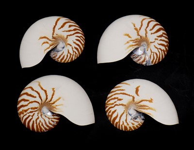 Lot 492 - NAUTILUS SHELLS