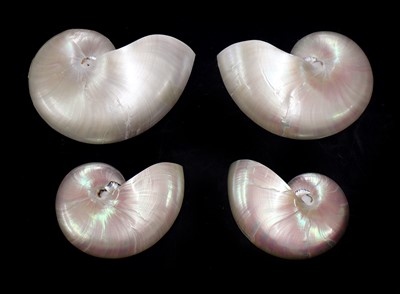 Lot 493 - NAUTILUS SHELLS