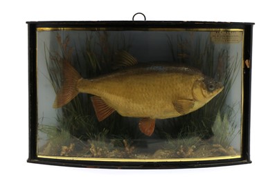Lot 113 - A stuffed and mounted Rudd