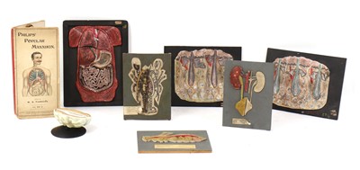 Lot 577 - ANATOMICAL