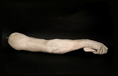 Lot 131 - ANATOMICAL