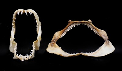 Lot 319 - Two articulated shark jaws
