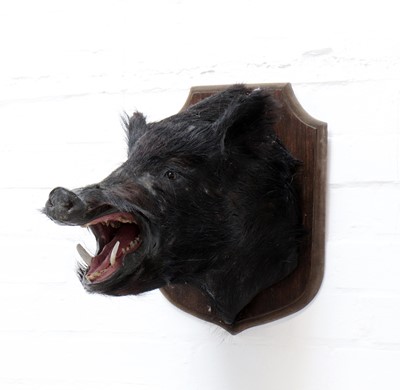 Lot 549 - WILD BOAR
