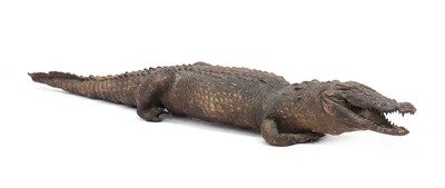 Lot 568 - CROCODILE