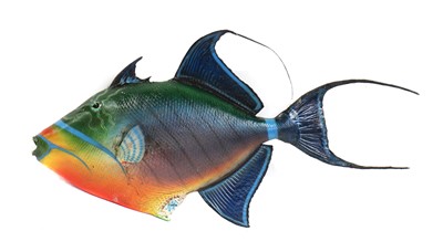 Lot 490 - TITAN TRIGGERFISH
