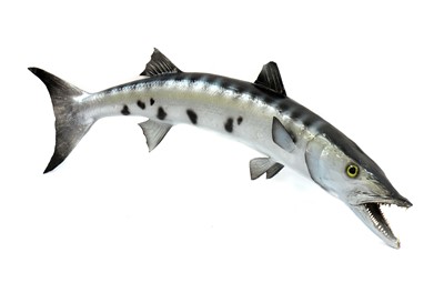 Lot 489 - BARRACUDA