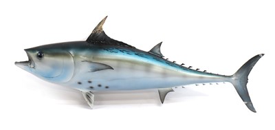 Lot 488 - BLUEFIN TUNA