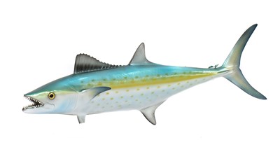 Lot 486 - KING MACKEREL