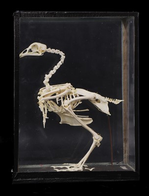 Lot 364 - CHICKEN