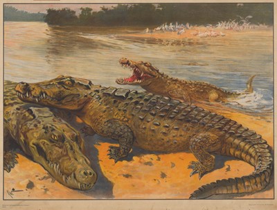 Lot 557 - CROCODILES