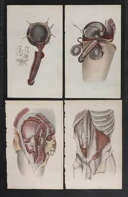 Lot 580 - HUMAN ANATOMY
