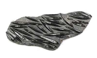 Lot 207 - A polished fossil panel