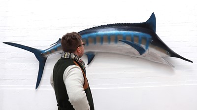 Lot 491 - BLUE MARLIN
