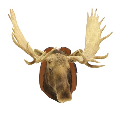 Lot 195 - MOOSE