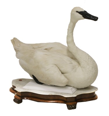 Lot 527 - SWAN