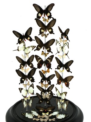 Lot 565 - BUTTERFLIES