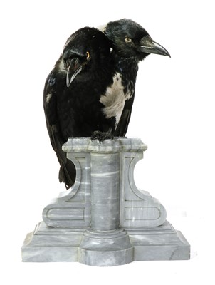 Lot 73 - TWO-HEADED CROW