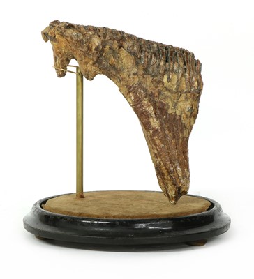 Lot 383 - WOOLLY MAMMOTH
