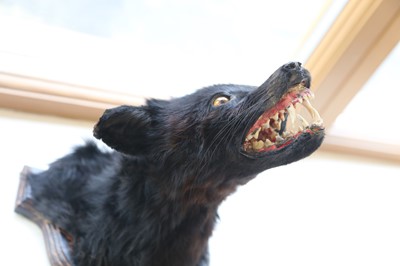 Lot 60 - THE BLACK BEAST