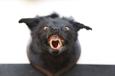 Lot 60 - THE BLACK BEAST