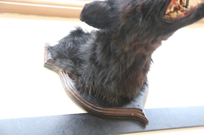 Lot 60 - THE BLACK BEAST