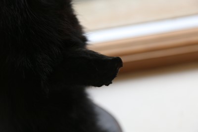 Lot 60 - THE BLACK BEAST