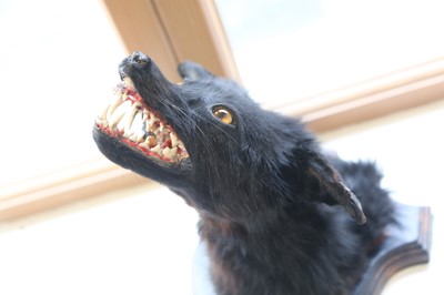 Lot 60 - THE BLACK BEAST