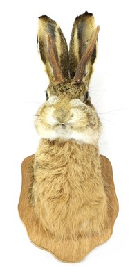 Lot 61 - JACKALOPE