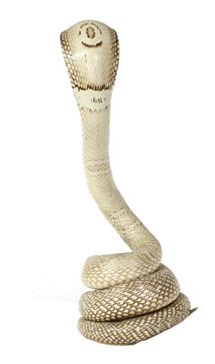 Lot 566 - INDIAN COBRA