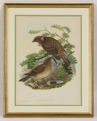 Lot 129 - John Gould (1804-1881)