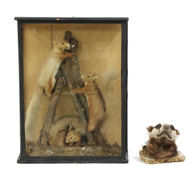 Lot 183 - A taxidermy diorama of three red squirrels