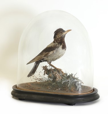 Lot 222 - Taxidermy: A rose-coloured pastor (Pastor roseus)