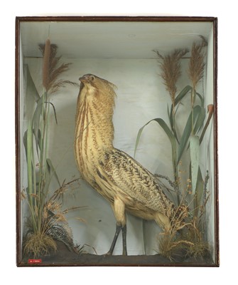 Lot 226 - Taxidermy: Bittern (Botaurus stellaris)