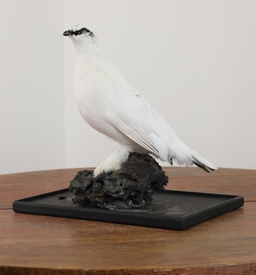 Lot 225 - Taxidermy: Ptarmigan (Lagopus muta)