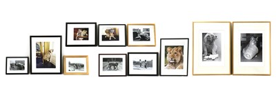 Lot 189 - A group of framed photographs of Christian the Lion