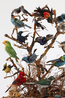 Lot 242 - A Victorian taxidermy bird diorama by T.M. Williams of London