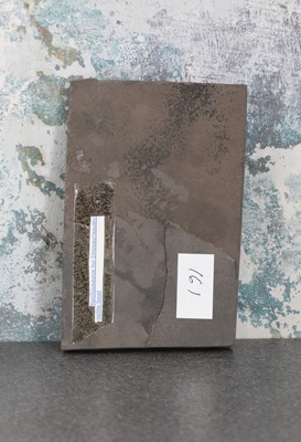 Lot 13 - A keichousaurus fossil
