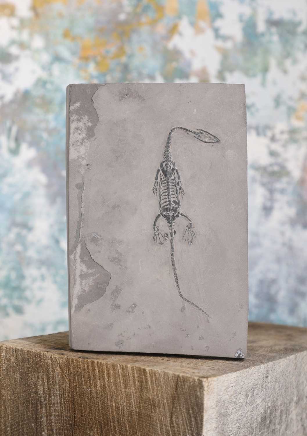 Lot 13 - A keichousaurus fossil