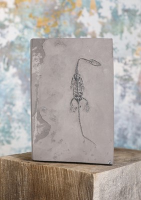 Lot 13 - A keichousaurus fossil
