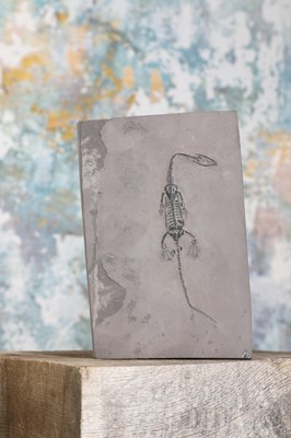 Lot 13 - A keichousaurus fossil