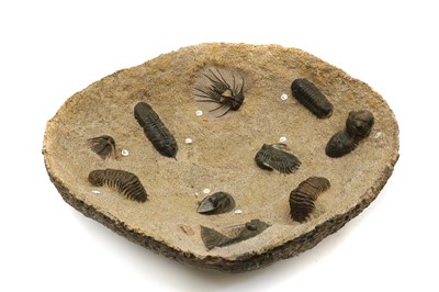Lot 189A - A Moroccan trilobite formation