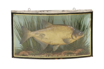Lot 277 - Taxidermy: Bream in case