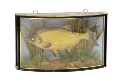 Lot 276 - Taxidermy: Bream in case